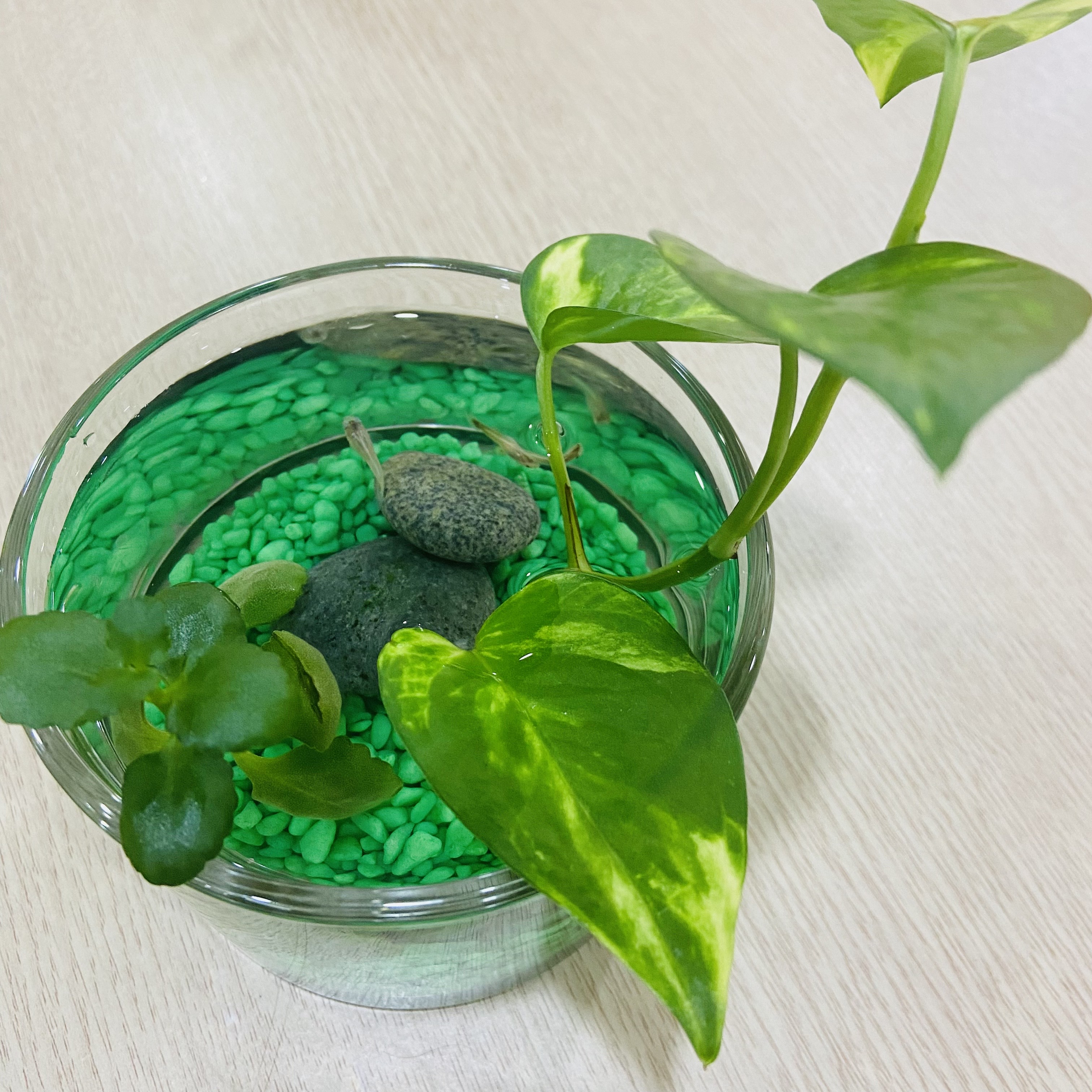 반려어 키우기 